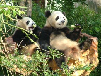 China-Chengdu (Pandas)-DSCF29551.JPG